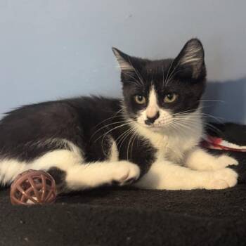 Rescue Domestic Short Hair Cats for Adoption in Portage, Michigan - Moon Pie | PetCurious
