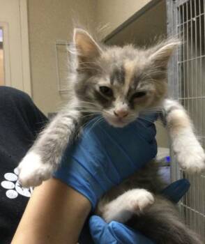 CARMEN -  Domestic Short Hair Cat for Adoption in Riverside, California - CARMEN | PetCurious