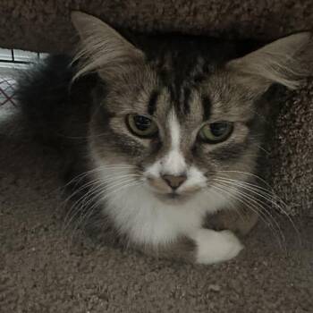 Domestic Medium Hair Cats Available for Adoption in Nokesville, Virginia - Chloe | PetCurious