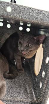Lincoln -  Domestic Short Hair Cat for Adoption in Athens, Tennessee - Lincoln | PetCurious
