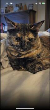 Rescue Domestic Short Hair Cats for Adoption in Chandler, Arizona - Baby Cat | PetCurious