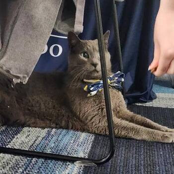 Domestic Short Hair Cats Available for Adoption in Toledo, Ohio - Muffin | PetCurious