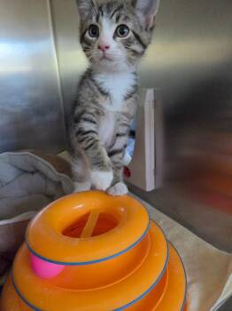 Kanga -  Domestic Short Hair Cat for Adoption in Liverpool, New York - Kanga | PetCurious