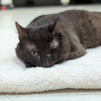 Rescue Domestic Medium Hair Cats for Adoption in Milford, Iowa - Sitka | PetCurious