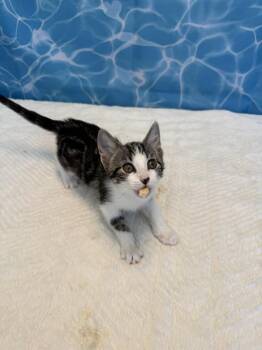 Camry -  Domestic Short Hair Cat for Adoption in Wheaton, Illinois - Camry | PetCurious