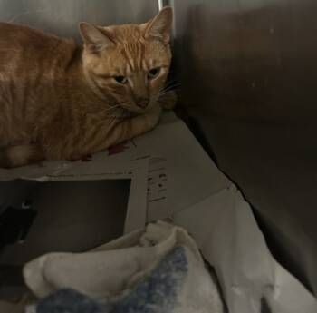 Rescue Domestic Short Hair Cats for Adoption in Spartanburg, South Carolina - Wilson | PetCurious