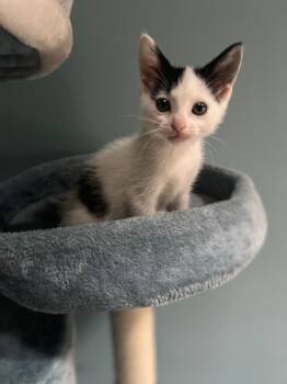 Rescue Domestic Short Hair Cats for Adoption in Edgewood, Florida - Fig | PetCurious