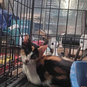 Calico Cats Available for Adoption - Cali | PetCurious