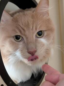 Jeremiah -  Domestic Short Hair Cat for Adoption in Fairfax, Virginia - Jeremiah | PetCurious