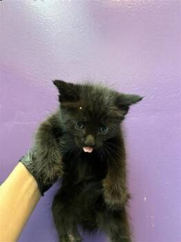 Angel Eyes -  Domestic Medium Hair Cat for Adoption in El Paso, Texas - Angel Eyes | PetCurious