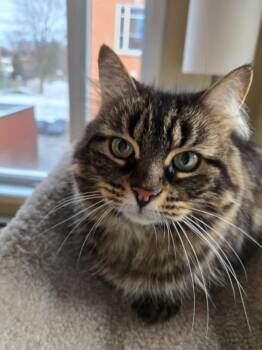 Rescue Domestic Medium Hair Cats for Adoption in Montreal, Quebec - Pepita | PetCurious