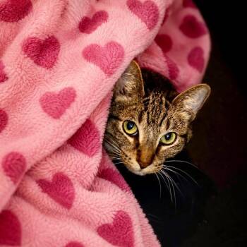 Nala -  Domestic Short Hair Cat for Adoption in Las Vegas, Nevada - Nala | PetCurious