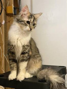 MAMA CALICO -  Domestic Long Hair Cat for Adoption in Colorado Springs, Colorado - MAMA CALICO | PetCurious