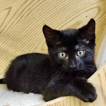 Rescue Domestic Short Hair Cats for Adoption in Wilsonville, Oregon - Calgero | PetCurious