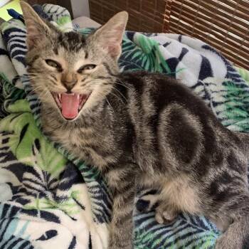 Mac -  Domestic Short Hair Cat for Adoption in West Palm Beach, Florida - Mac | PetCurious