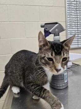Estrella -  Domestic Short Hair Cat for Adoption in Westland, Michigan - Estrella | PetCurious