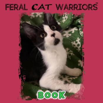 Book -  Domestic Short Hair Cat for Adoption in Kingman, Arizona - Book | PetCurious