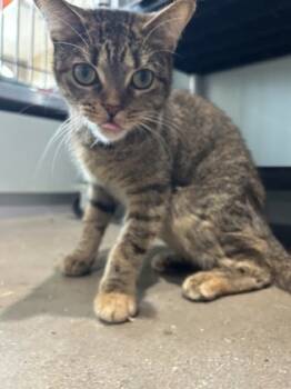 Rescue Domestic Short Hair Cats for Adoption in Leander, Texas - Carly | PetCurious