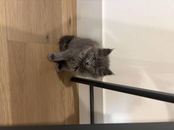 Domestic Medium Hair Cats Available for Adoption in Fruit Heights, Utah - Katara | PetCurious