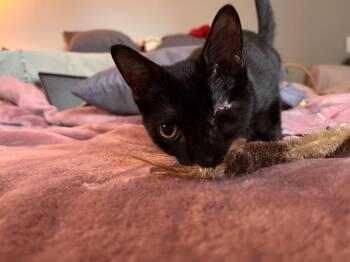 Hobbes -  Domestic Short Hair Cat for Adoption in Buffalo, New York - Hobbes | PetCurious