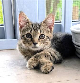 Mavis -  Domestic Short Hair and Tabby Cat for Adoption in Greensboro, North Carolina - Mavis | PetCurious