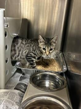 ZEUS -  Domestic Short Hair Cat for Adoption in Texas City, Texas - ZEUS | PetCurious