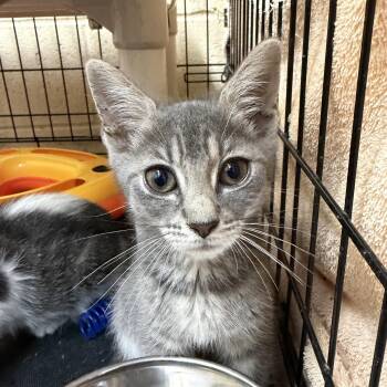Gouda -  Domestic Short Hair Cat for Adoption in Wantagh, New York - Gouda | PetCurious