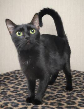 Domestic Short Hair Cats Available for Adoption in Cuyahoga Falls, Ohio - Sahara | PetCurious