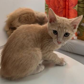 Ginger / Crumble -  Domestic Short Hair Cat for Adoption in Long Beach, California - Ginger / Crumble | PetCurious