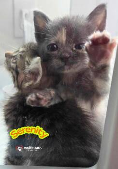 Serenity -  Domestic Short Hair Cat for Adoption in Council Bluffs, Iowa - Serenity | PetCurious