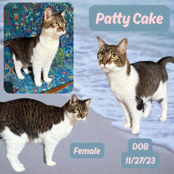 Domestic Short Hair Cats Available for Adoption in Caldwell, Texas - Patty Cake | PetCurious