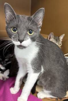 Juicy Fruit $25 @ Petsmart -  Domestic Short Hair Cat for Adoption in Seneca, South Carolina - Juicy Fruit $25 @ Petsmart | PetCurious