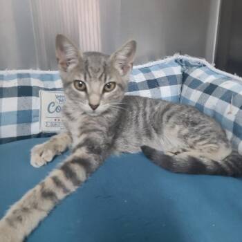 Skinwalker -  Domestic Short Hair Cat for Adoption in Russellville, Kentucky - Skinwalker | PetCurious