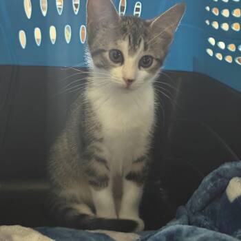 Foofer -  Domestic Short Hair Cat for Adoption in Philadelphia, Pennsylvania - Foofer | PetCurious
