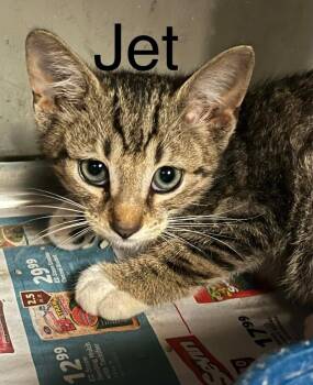 Jet -  Domestic Short Hair Cat for Adoption in Princeton, Indiana - Jet | PetCurious