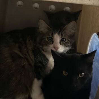 Nutmeg -  Domestic Medium Hair Cat for Adoption in Cedaredge, Colorado - Nutmeg | PetCurious