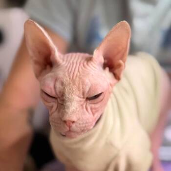 Peachy 56612 -  Sphynx Hairless Cat Cat for Adoption in Eaton Rapids, Michigan - Peachy 56612 | PetCurious