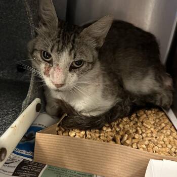 Marly -  Domestic Short Hair Cat for Adoption in Edinburg, Texas - Marly | PetCurious