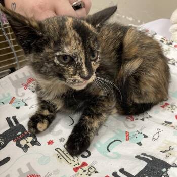 Wednesday -  Domestic Short Hair Cat for Adoption in Blue Ridge, Georgia - Wednesday | PetCurious