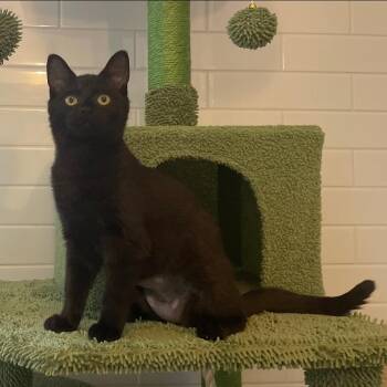 Domestic Short Hair Cats Available for Adoption - Midnight | PetCurious