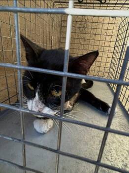 SAMMY SOSA -  Domestic Short Hair Cat for Adoption in Louisville, Kentucky - SAMMY SOSA | PetCurious