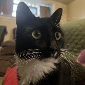 Oreo Shortcake -  Domestic Short Hair Cat for Adoption in Philadelphia, Pennsylvania - Oreo Shortcake | PetCurious