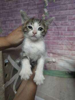 Ronaldo -  Domestic Short Hair Cat for Adoption in Houston, Texas - Ronaldo | PetCurious
