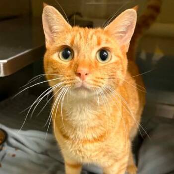 Copper -  Domestic Short Hair Cat for Adoption in Concord, North Carolina - Copper | PetCurious
