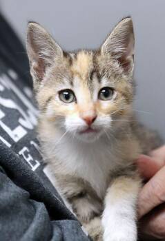 Rescue Domestic Short Hair Cats for Adoption in Kansas City, Kansas - Mango (AO35291) | PetCurious