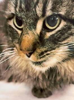 Domestic Long Hair Cats Available for Adoption - J.J. | PetCurious