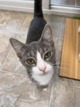 Mandy -  Tabby Cat for Adoption in Grand Rapids, Michigan - Mandy | PetCurious