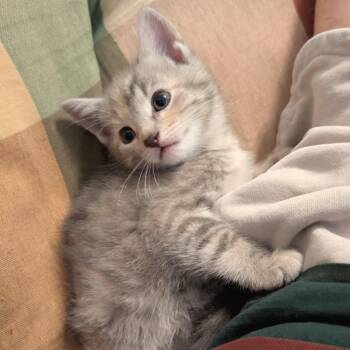 Amari -  Domestic Short Hair Cat for Adoption in Cumming, Georgia - Amari | PetCurious