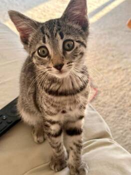 Scout -  Domestic Short Hair Cat for Adoption in Penndel, Pennsylvania - Scout | PetCurious
