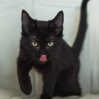 Houdinie (f) 3mths black -  Domestic Short Hair Cat for Adoption in Ottawa, Ontario - Houdinie (f) 3mths Black | PetCurious